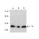 Cet anticorps polyclonal n'est plus commercialisé. Voir l'anticorps monoclonal <a href="yb-1-antibody-c-3">YB-1 (C-3)</a> que nous recommandons (données d'échantillonnage indiquées). western blotting image from recommended YB-1 (C-3) monoclonal antibody replacement. Image 388025