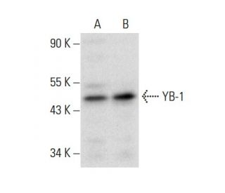 YB-1 Antibody (E-7) - Western Blotting - Image 301429 
