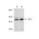 YB-1 Antibody (E-7) - Western Blotting - Image 301429 