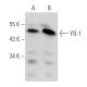 YB-1 Antibody (E-7) - Western Blotting - Image 356562
