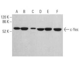 Yes Antibody (C-4) - Western Blotting - Image 375075 