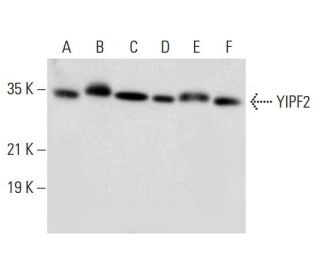 YIPF2 Antibody (A-10) - Western Blotting - Image 305752 