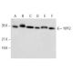 YIPF2 Antibody (A-10) - Western Blotting - Image 305752 