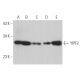 YIPF2 Antibody (A-10) - Western Blotting - Image 372516