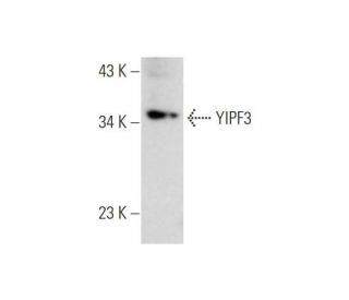 YIPF3 Antibody (E-6) - Western Blotting - Image 345961