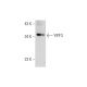 YIPF3 Antibody (E-6) - Western Blotting - Image 345961
