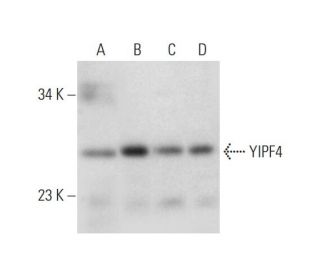 YIPF4 Antibody (E-7) - Western Blotting - Image 331197