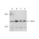YIPF4 Antibody (E-7) - Western Blotting - Image 331197
