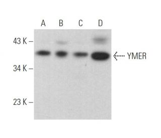YMER Antibody (A-10) - Western Blotting - Image 372909 