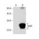 yrdC Antibody (B-4) - Western Blotting - Image 157718