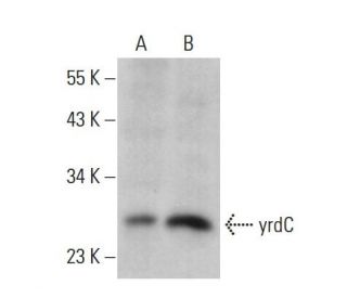 yrdC Antibody (B-4) - Western Blotting - Image 378468 