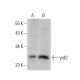 yrdC Antibody (B-4) - Western Blotting - Image 378468 