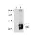 yrdC Antibody (C-4) - Western Blotting - Image 157716