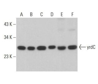 yrdC Antibody (E-10) - Western Blotting - Image 378026 