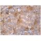 immunohistochemistry image from recommended YSK1 (E-5) monoclonal antibody replacement. Image 159988