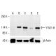 YT521-B Antibody (8) - Western Blotting - Image 412888 