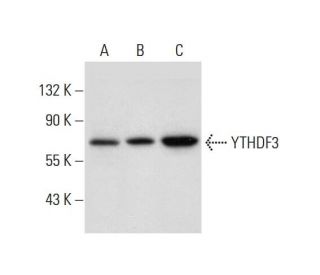 YTHDF3 Antibody (F-2) - Western Blotting - Image 299344 