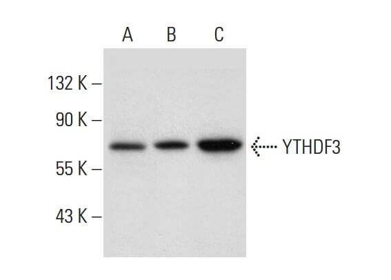 YTHDF3抗体 (F-2) | SCBT - Santa Cruz Biotechnology