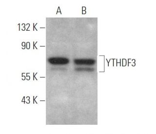 Anti-YTHDF3 Antibody (F-2) | SCBT - Santa Cruz Biotechnology