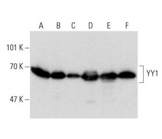 western blotting image from recommended YY1 (H-10) monoclonal antibody replacement. Image 137859