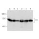western blotting image from recommended YY1 (H-10) monoclonal antibody replacement. Image 137859