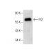 YY2 Antibody (A-5) - Western Blotting - Image 164553