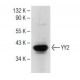 YY2 Antibody (C-10) - Western Blotting - Image 150653