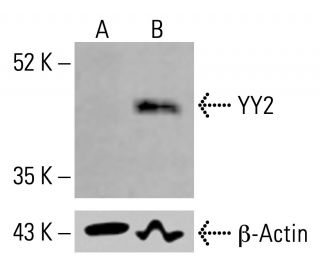YY2 Antibody (C-10) - Western Blotting - Image 414589 