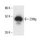 Z39Ig Antibody (6H8) - Western Blotting - Image 411734 
