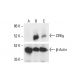 Z39Ig Antibody (6H8) - Western Blotting - Image 412102