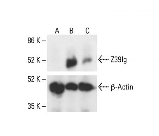 Z39Ig Antibody (6H8) - Western Blotting - Image 412102 