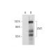 ZAC1 Antibody (C-7) - Western Blotting - Image 127452