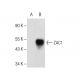 ZAC1 Antibody (F-9) - Western Blotting - Image 281773