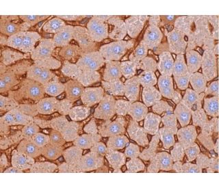 immunohistochemistry image from recommended ZAG (F-6) monoclonal antibody replacement. Image 383670