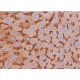 immunohistochemistry image from recommended ZAG (F-6) monoclonal antibody replacement. Image 383670