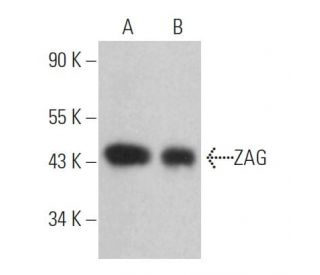 ZAG Antibody (1D4) - Western Blotting - Image 363926 