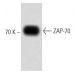 ZAP-70 Antibody (24A) - Western Blotting - Image 60497