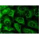 ZAP-70 Antibody (A-1) - Immunofluorescence - Image 145112 