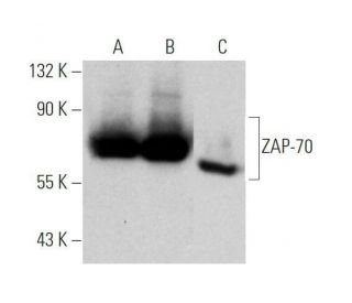 ZAP-70 Antibody (A-1) - Western Blotting - Image 355231 