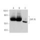 ZAP-70 Antibody (A-1) - Western Blotting - Image 355231 