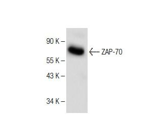 ZAP-70 Antibody (A-8) - Western Blotting - Image 150037