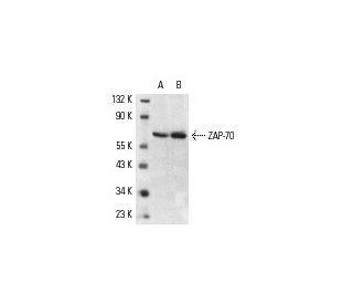 ZAP-70 Antibody (G-4) - Western Blotting - Image 2137 