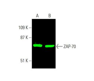 western blotting image from recommended ZAP-70 (1E7.2) monoclonal antibody replacement. Image 381581