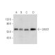 ZASC1 Antibody (H-2) - Western Blotting - Image 318071 