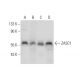 ZASC1 Antibody (H-2) - Western Blotting - Image 318359