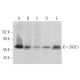 ZASC1 Antibody (H-2) - Western Blotting - Image 372346 