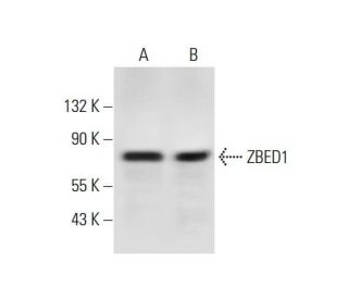 ZBED1 Antibody (H-9) - Western Blotting - Image 297129