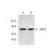 ZBED1 Antibody (H-9) - Western Blotting - Image 297129