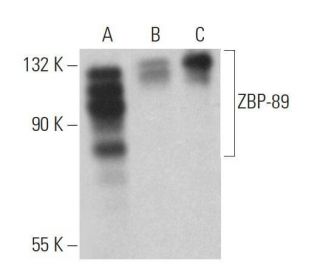 ZBP-89 Antibody (D-10) - Western Blotting - Image 359050 