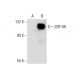 ZBP-89 Antibody (E-6) - Western Blotting - Image 301426